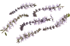 Eetbare bloem basilicum bloem 12st